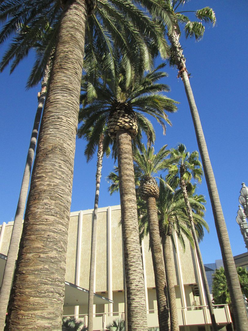 Palm trees at LACMA