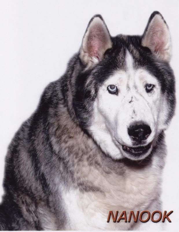 Nanook