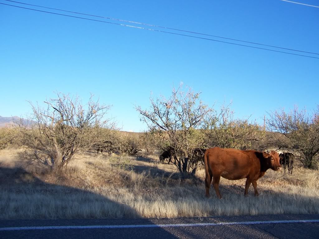 cattle in the mesquite