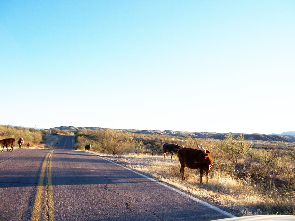 road center with cattle
