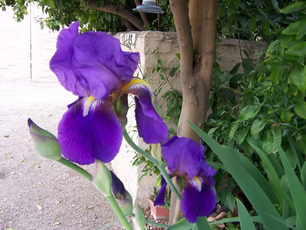 iris by house