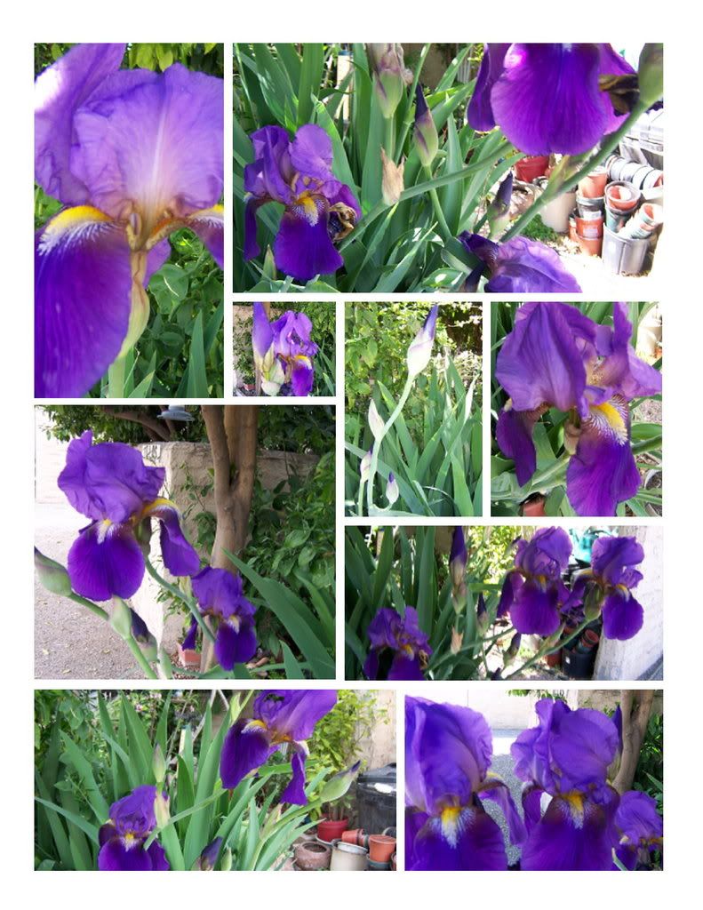 iris collage