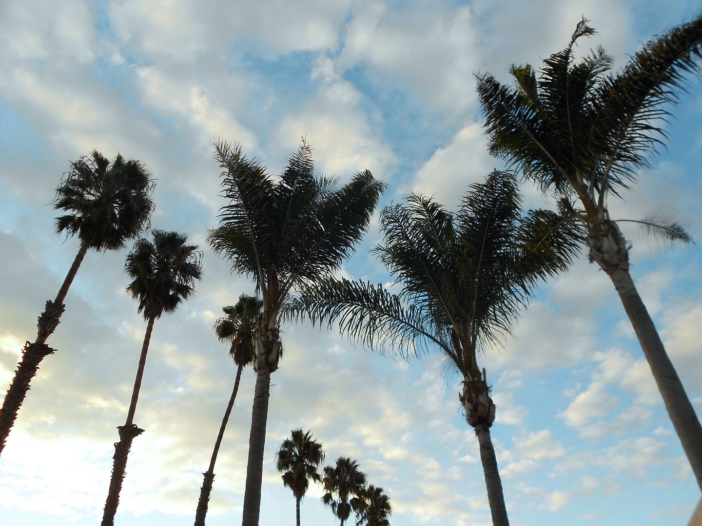 Pacific Beach San Diego Palm Trees