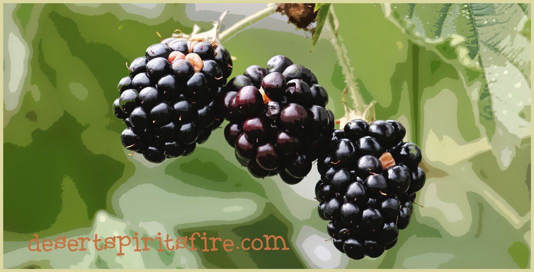 blackberries design