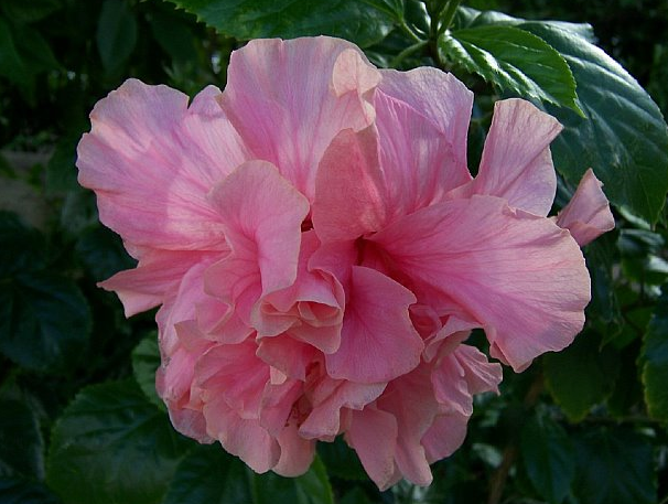 hibiscus 6