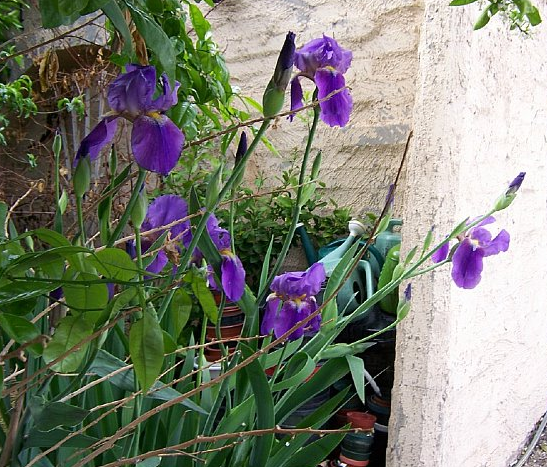 Irises 12