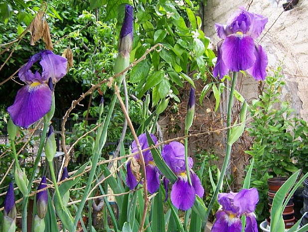 Irises 13