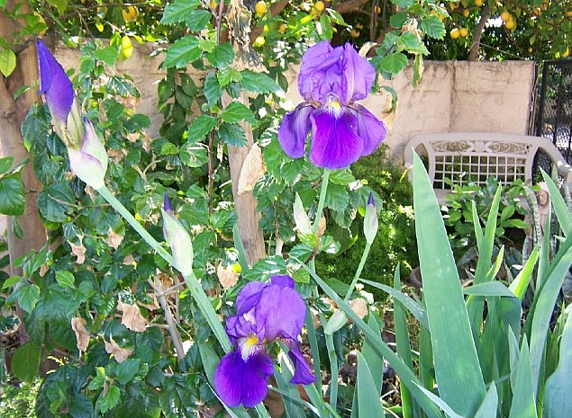 Irises 6