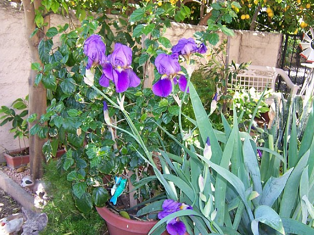 Irises 9