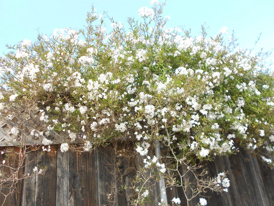 white flowers on fence