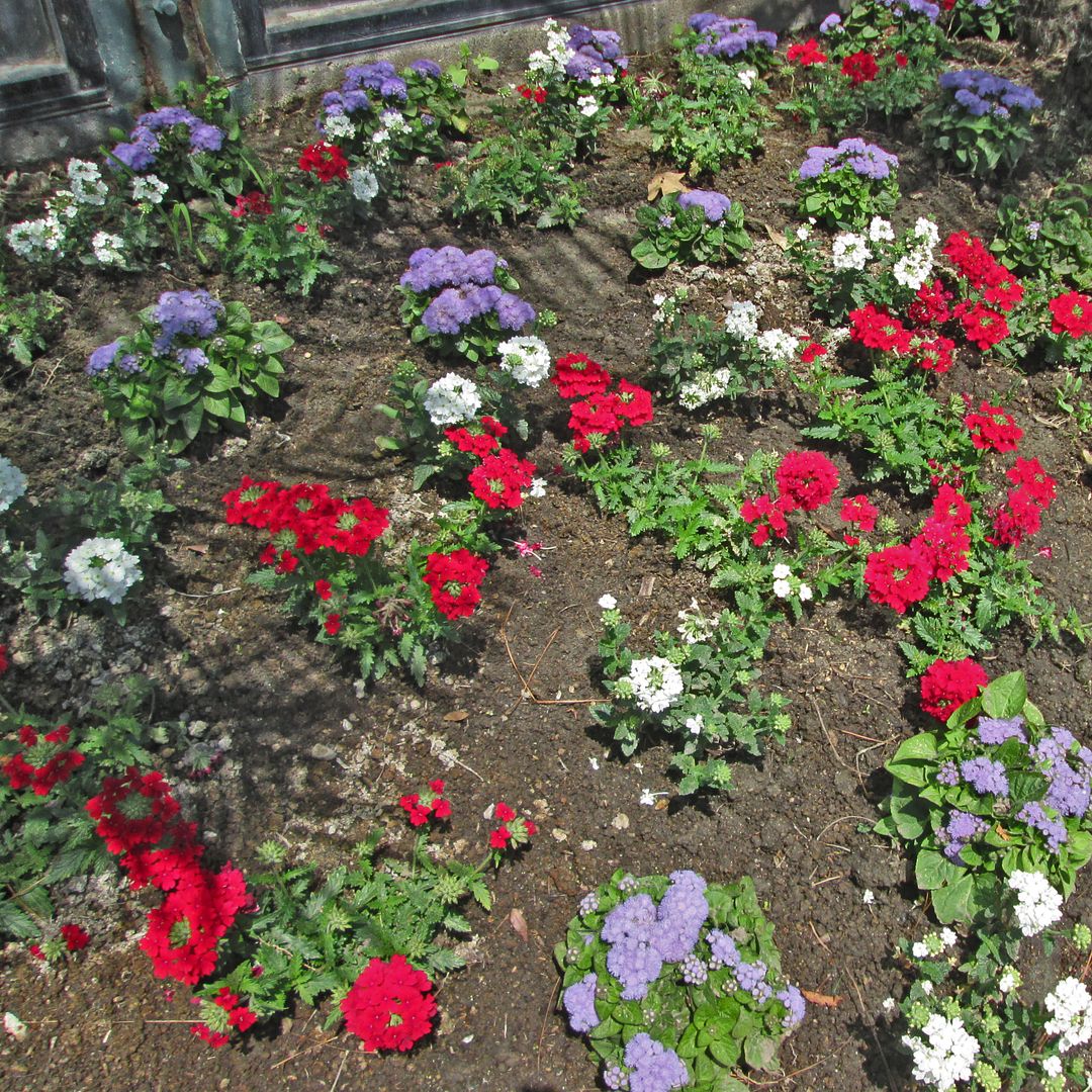 flowers along the 8 June 2015