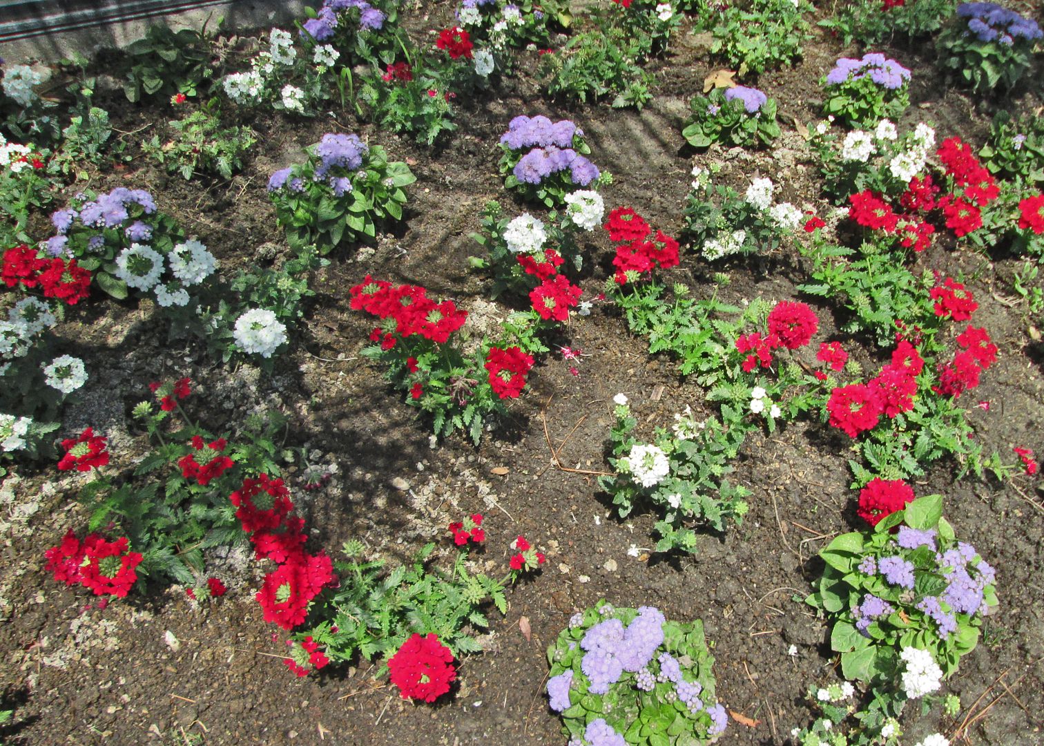 flowers along the 8 June 2015