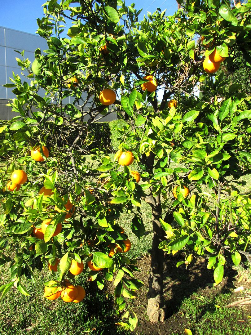 orange tree in church yard