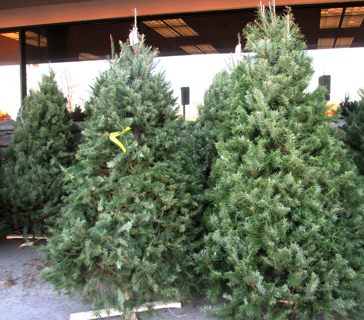 evergreen trees for sale