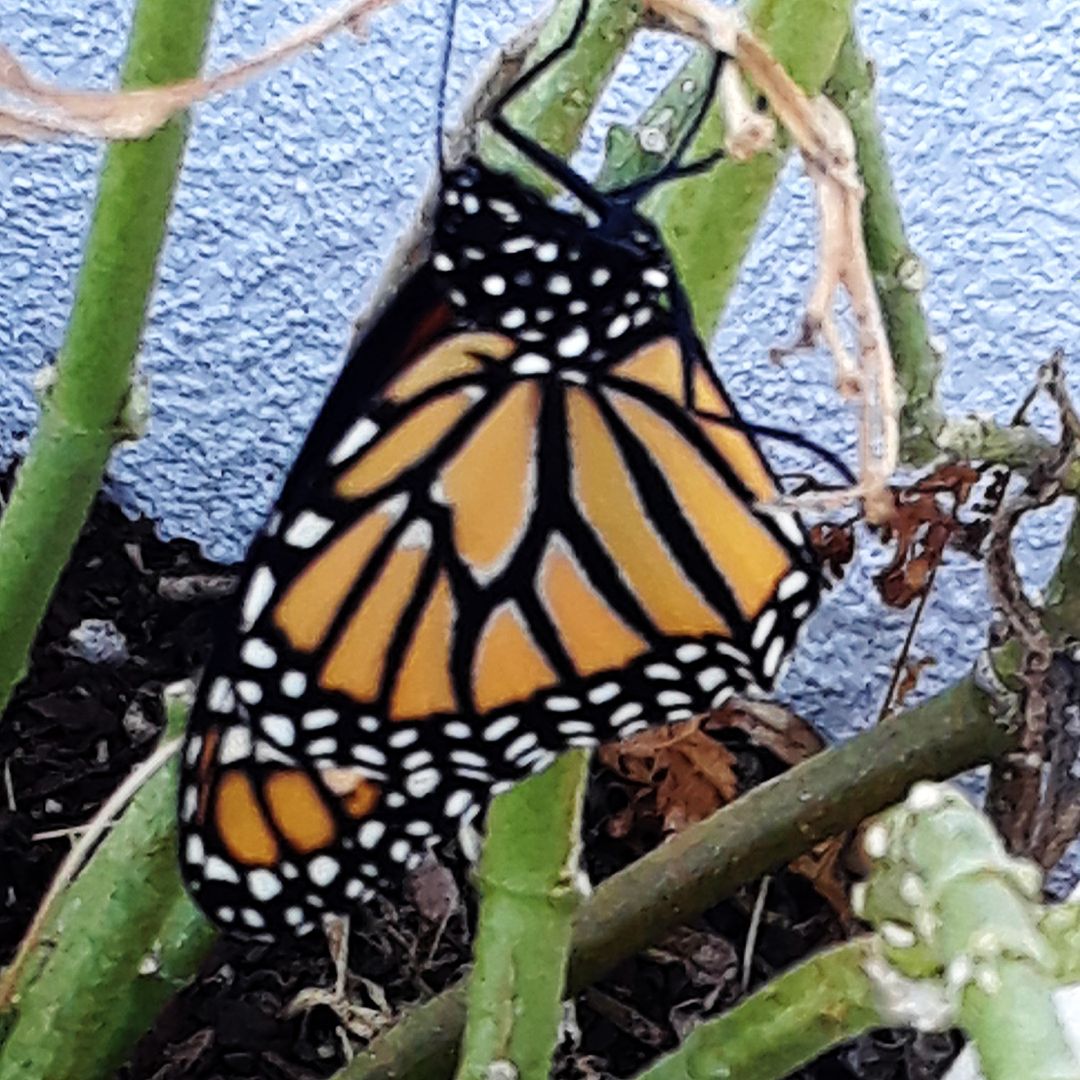 butterfly 11 February