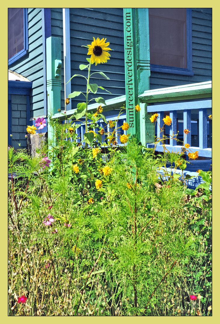sunflowers on porch