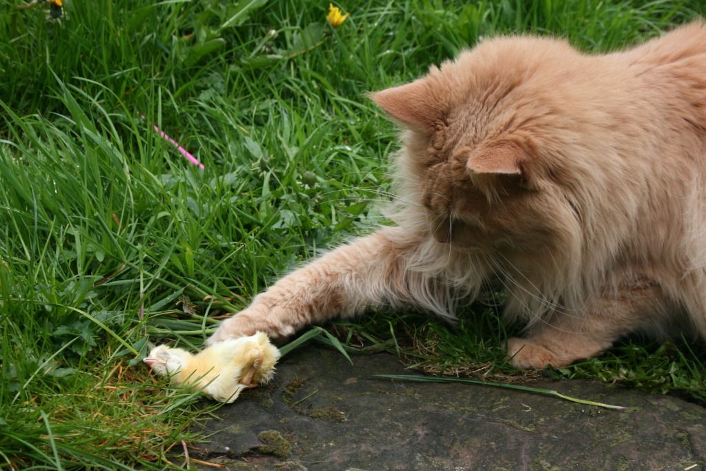 11mei2012051.jpg
