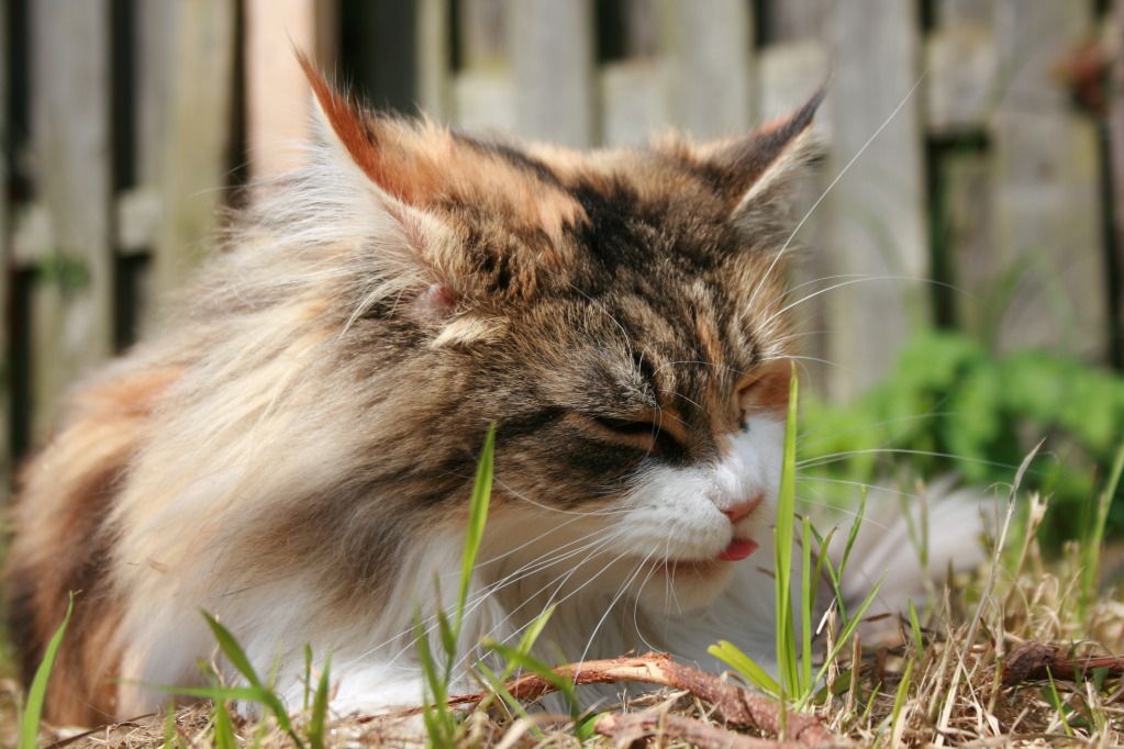 gekkekatten5juni065.jpg