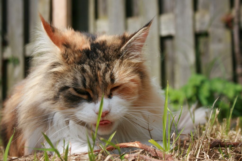 gekkekatten5juni067.jpg