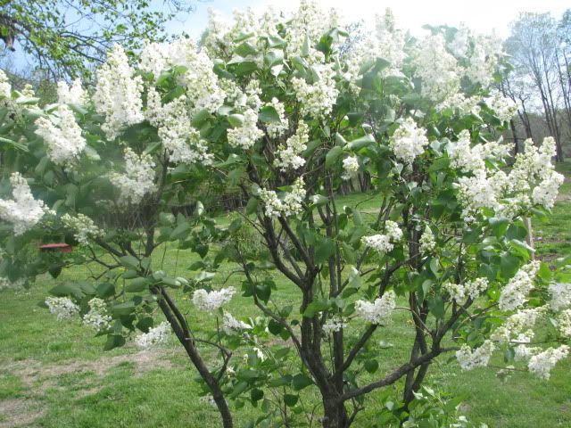 Ny White Lilac Bush Today,Kids Dictionary Images