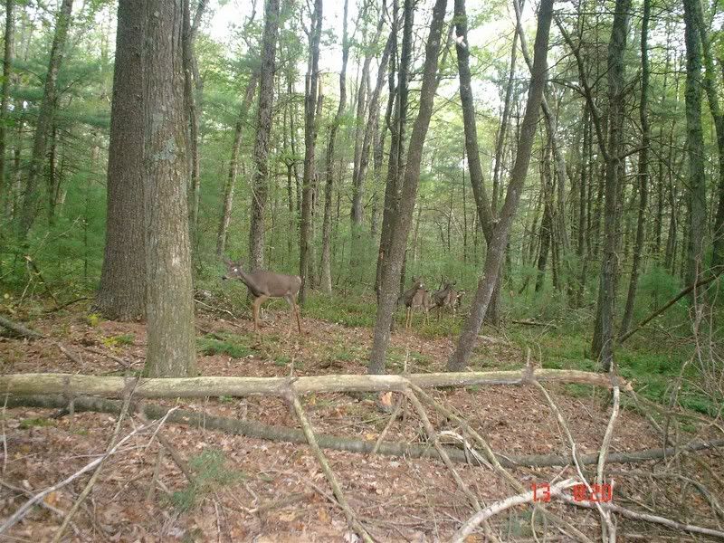 4deer.jpg