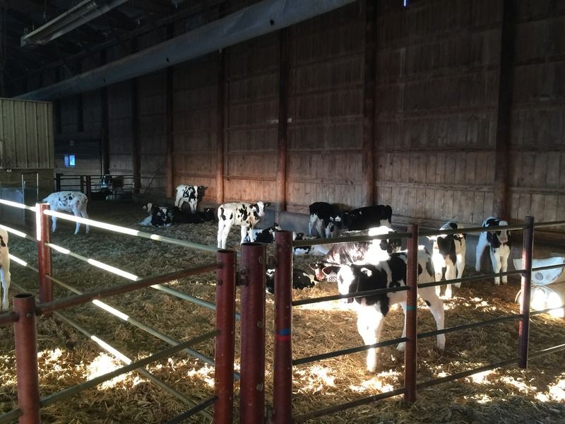 Viewing A Thread Large Scale Baby Calves