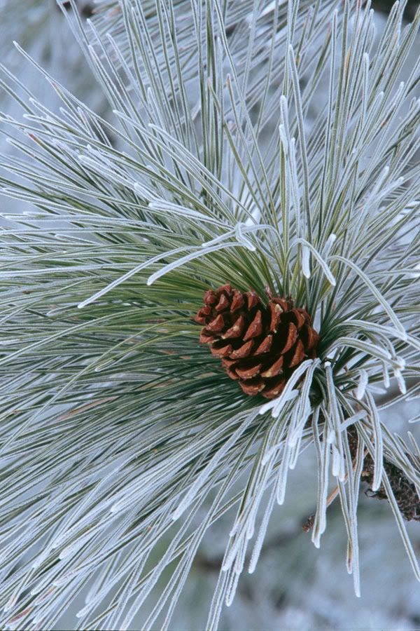 Ponderosa Pine by Peter Suzle