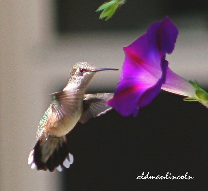 Incredible beauty of a hummingbird exploring a Morning Glory flower. Pictures, Images and Photos