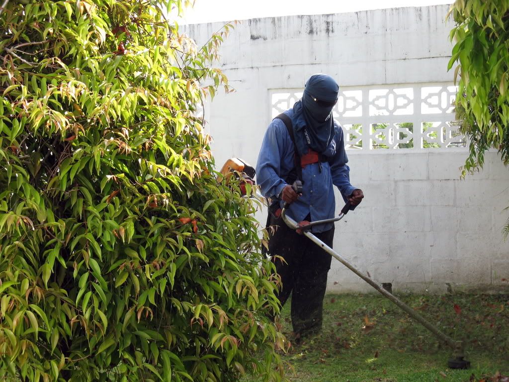 Photograph of Alcides busy mowing the lawn, almost hidden by a small shrub.