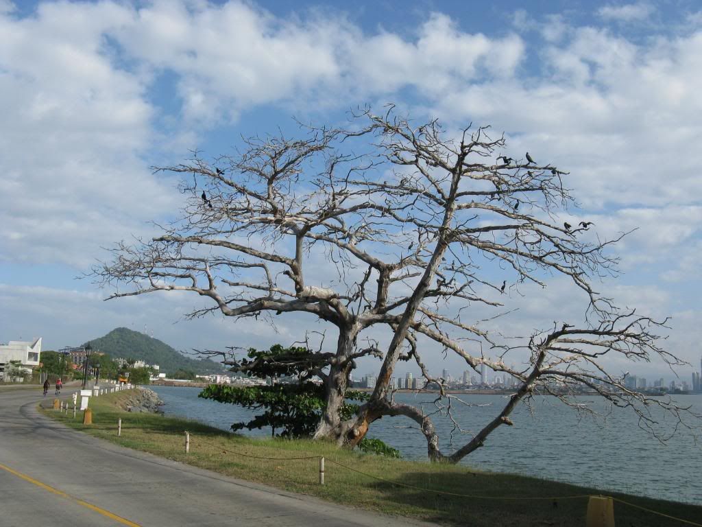 Dark Inclining Tree With Birds in Black