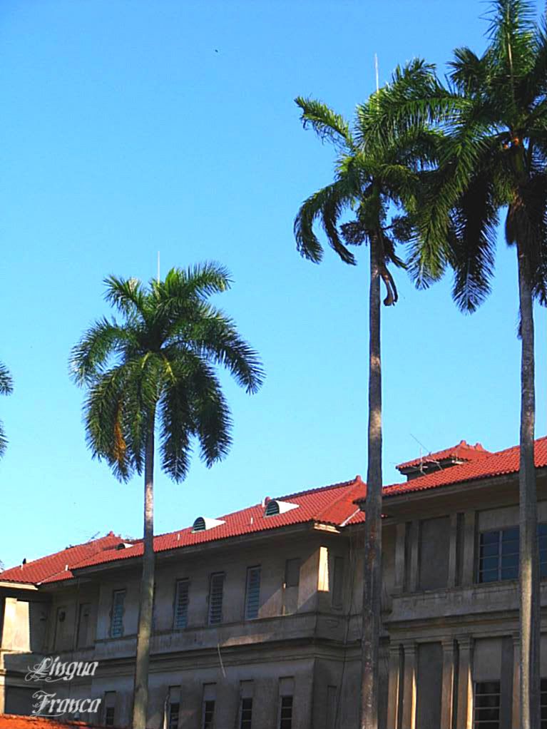 In this photograph you can appreciate the impressive cylindrical shape of the trunks as they stretch upwards as if to touch the sky. In the middle of the leaves, you can see a leaf that looks like a spear pointing straight up. The Gorgas Hospital building in the background adds beauty to the composition. (Credit: Omar Upegui R.)
