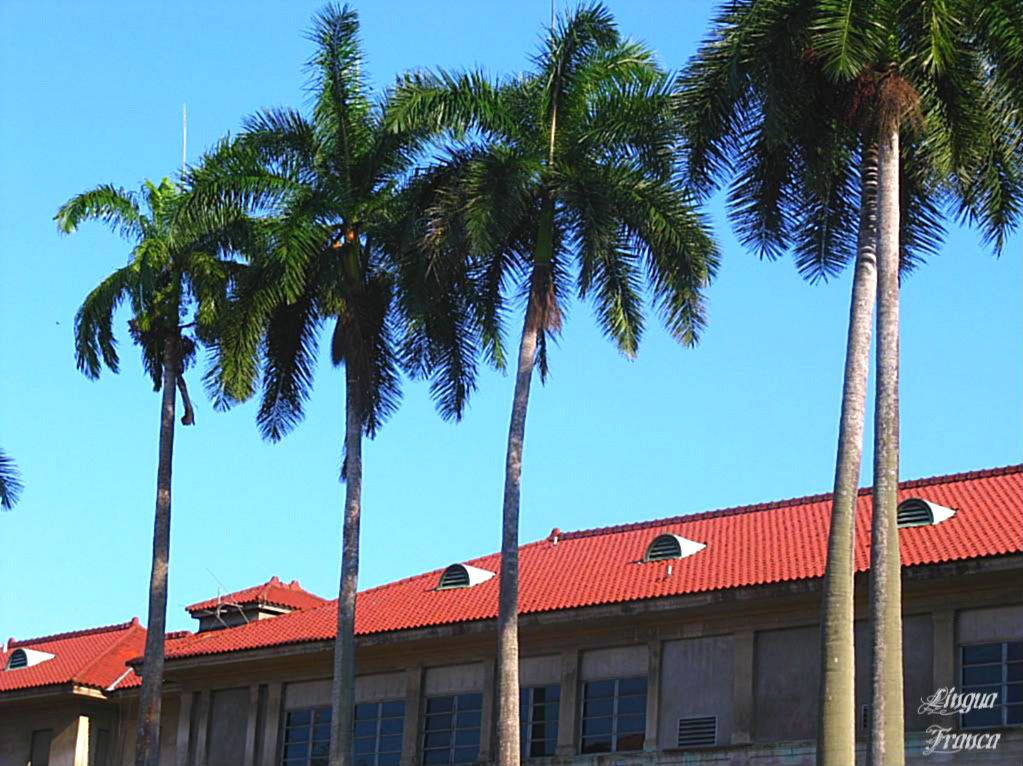 Photograph of several slender Florida Royal Palm trees in front of the Gorgas Hospital. Notice how two palm trees lean towards each other to exchange a tropical kiss. (Credit: Omar Upegui R.)