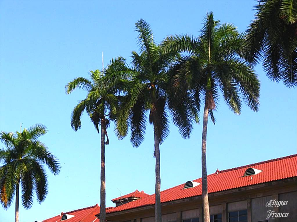 View of the top of several Florida Royal Palm Trees contrasting with the deep red tile roof of the Gorgas Hospital. (Credit: Omar Upegui R.)