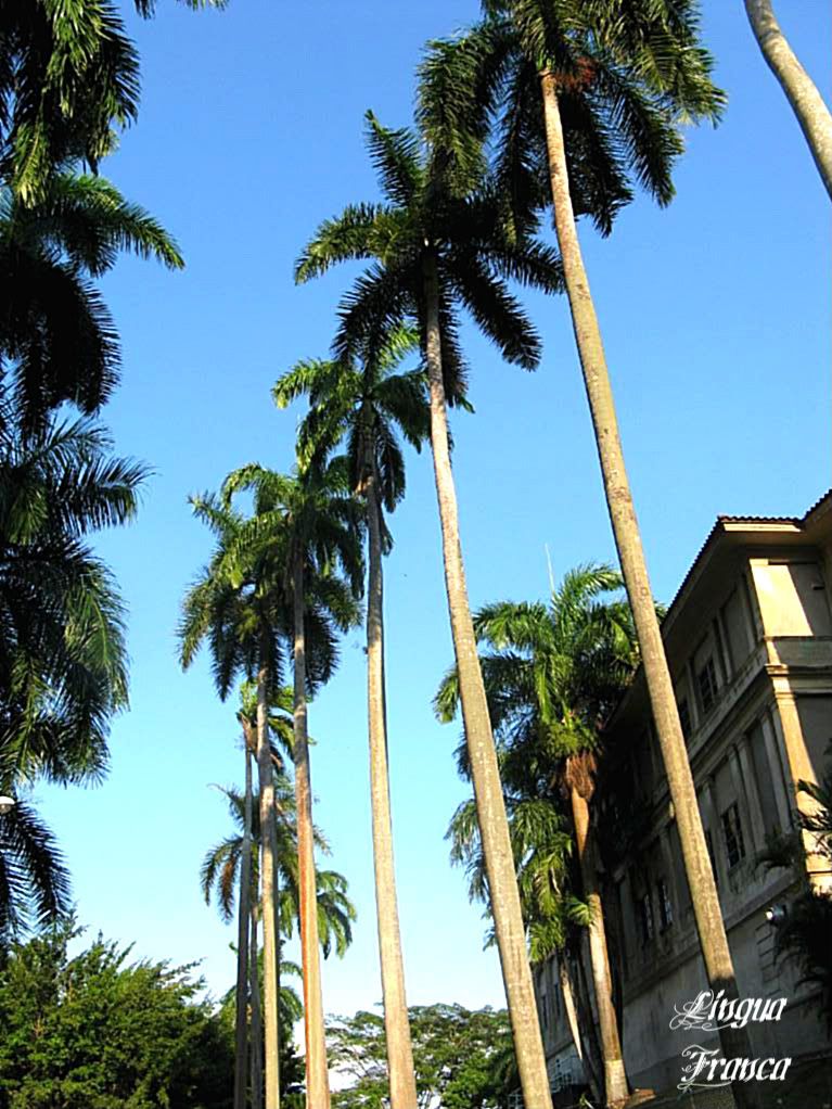Photograph of Florida Royal Palm Trees located in front of Gorgas Hospital at Balboa Heights, Panama City, Panama. (Credit: Omar Upegui R.)