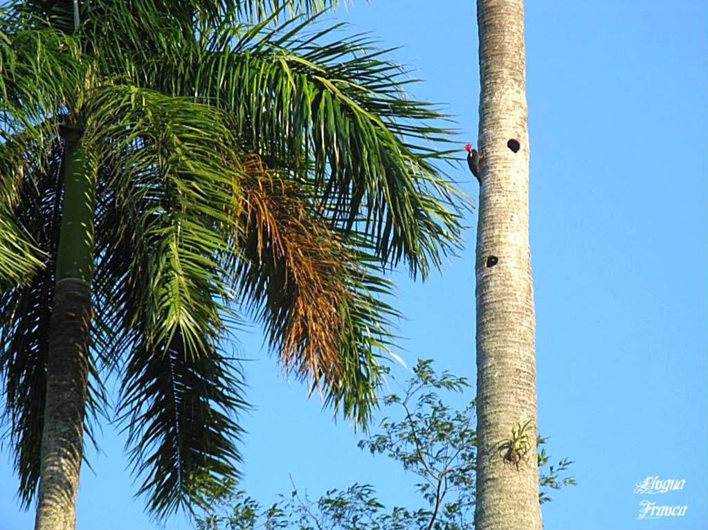Photograph of a red headed woodpecker doing his work on a Royal Palm tree at Balboa Heights, Panama City, Panama. (Credit: Omar Upegui R.)