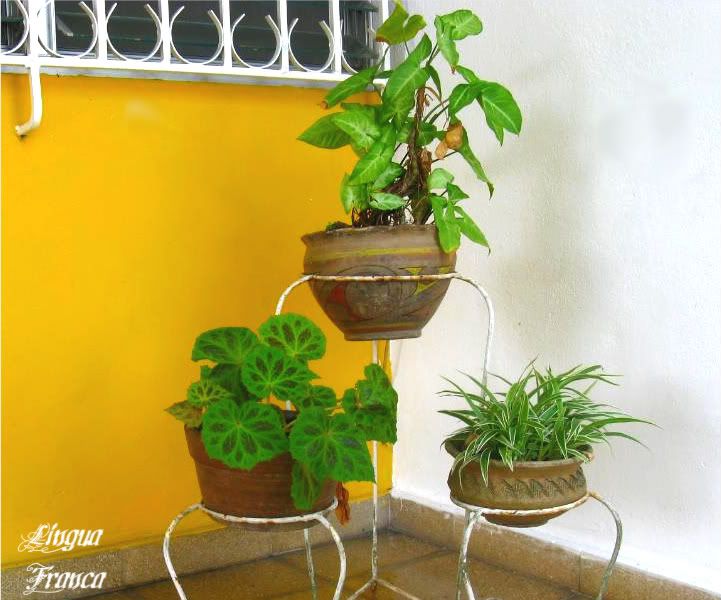 Photographs of three samples of tropical plants found in our front porch in Panama City, Panama. (Credit: Omar Upegui R.)