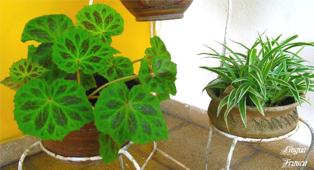 A closer view of two of the plants displayed at our front porch. (Credit: Omar Upegui R.)
