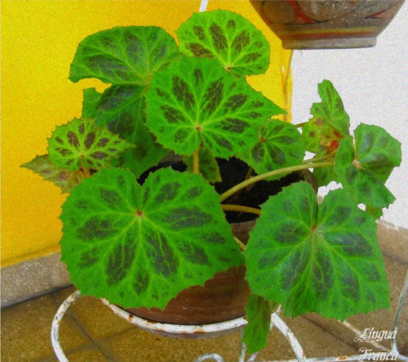 An artistic grainy version of previous photograph. (Credit: Omar Upegui R.)