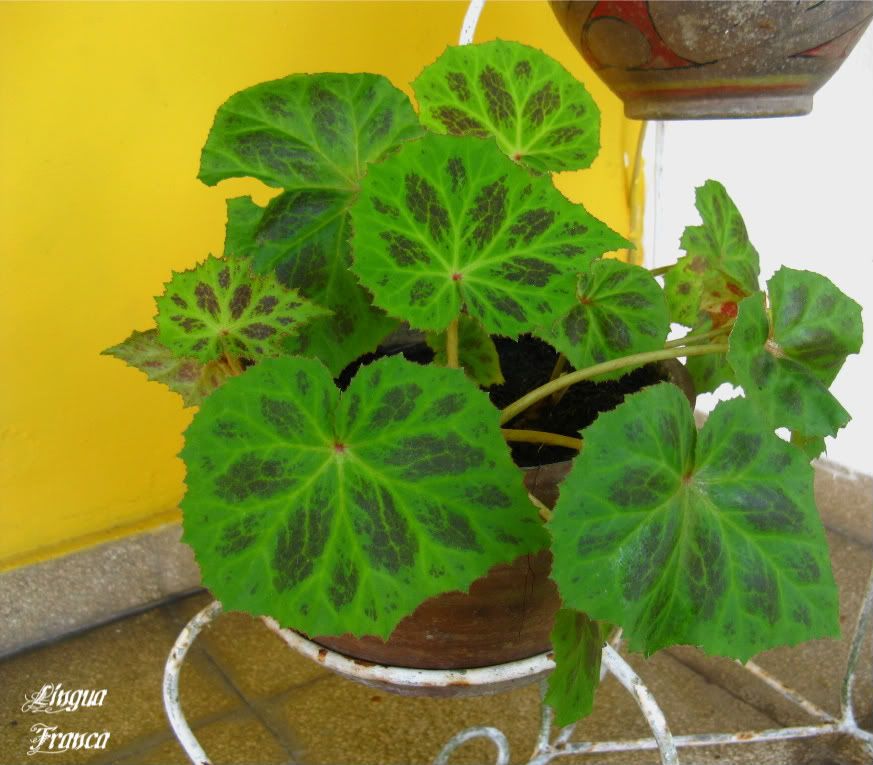 Notice the pattern on these rich green leaves. (Credit: Omar Upegui R.)