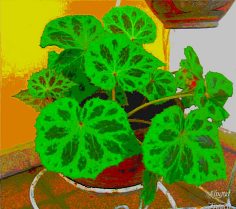 An interesting picture of one of our plants in a version that looks like a Paul Gaugin or Vincent Van Goghs paintings. (Credit: Omar Upegui R.)