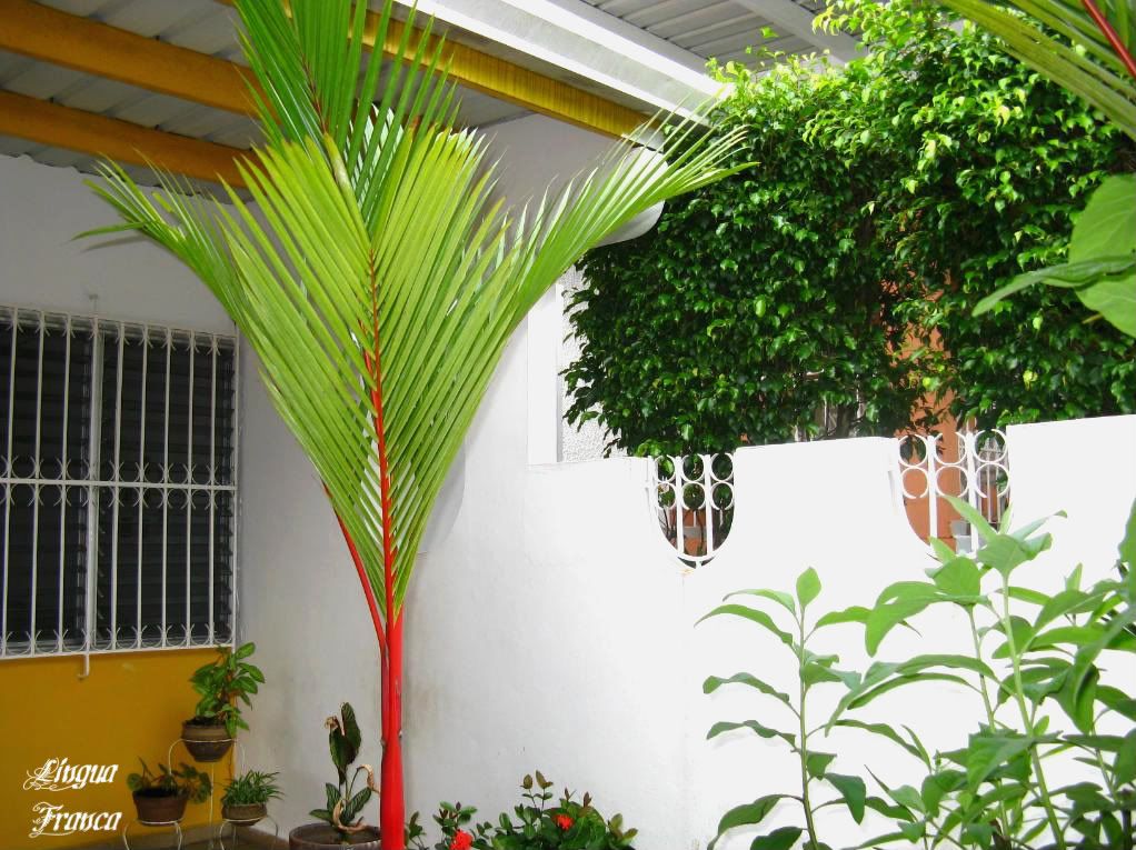 View of the upper section of the palm sprout showing its beautiful red trunk. (Credit: Omar Upegui R.)