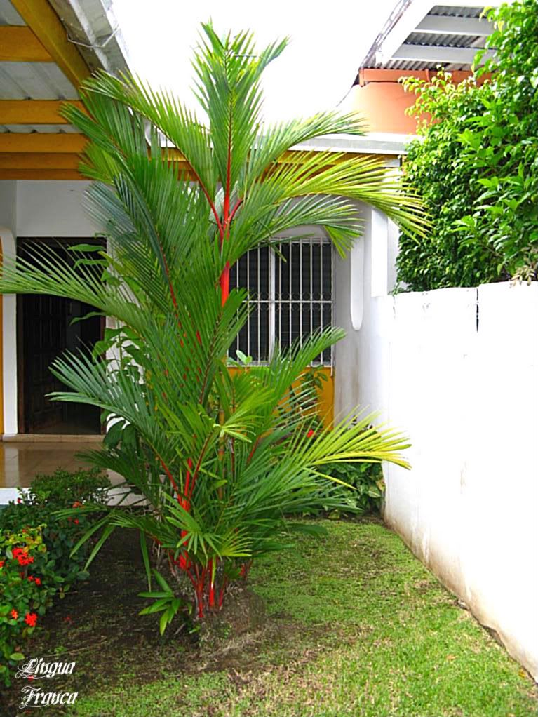 This is the mother palm planted by Feliciano 29 years ago. It is approximately 15 feet high. (Credit: Omar Upegui R.)