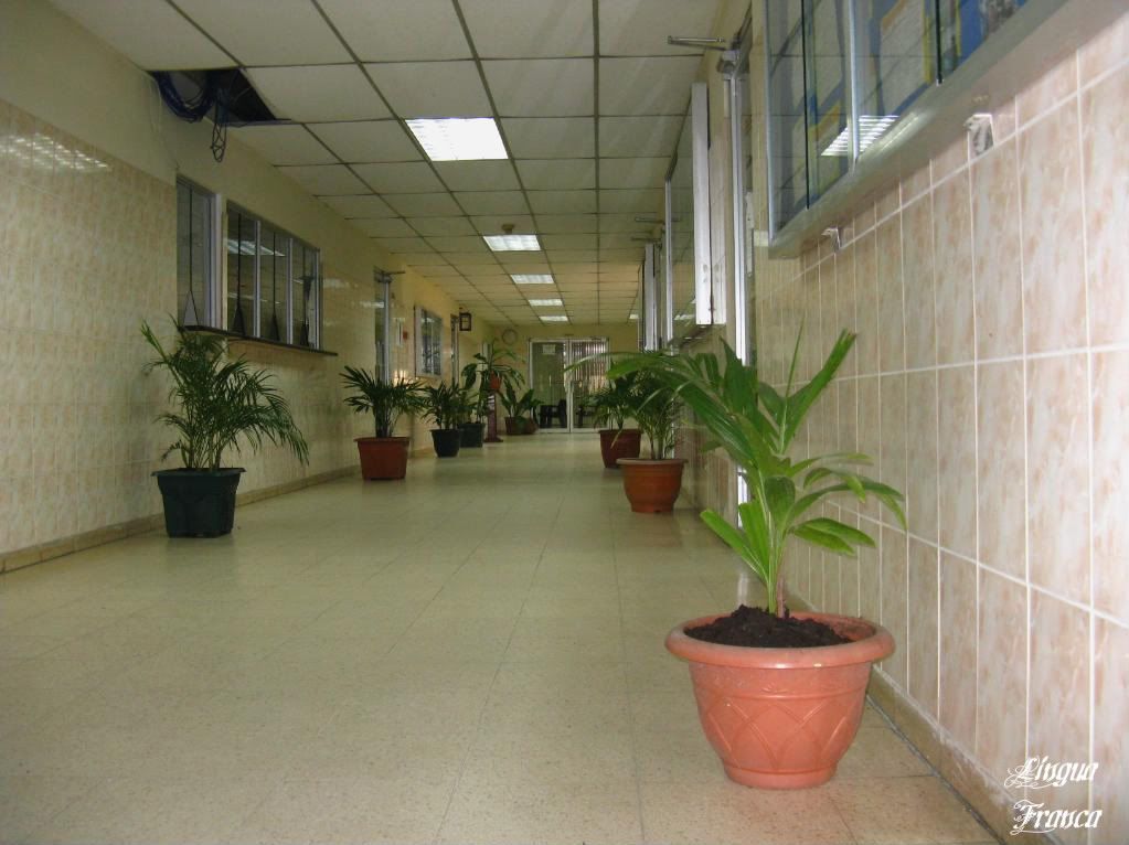 Picture of a corridor the University of Panama adorned with tropical plants in attractive pots. (Credit: Omar Upegui R.)