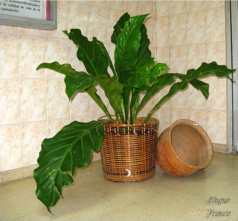 One last picture of this aesthetic plant setting at the entrance of the library. (Credit: Omar Upegui R.)