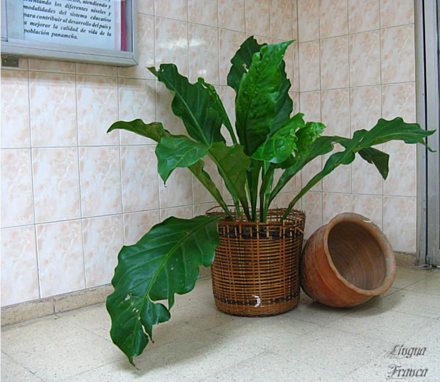 Picture of an attractive large tropical plant inside a basket with a nice pottery ornament beside it. This was located on one of the corners at the entrance of the library. (Credit: Omar Upegui R.)