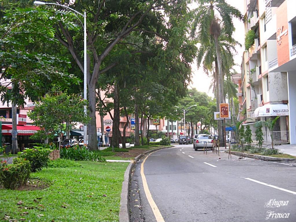 A view depicting the vegetation growing on the narrow strip of land at Via Argentina, Panama City, Panama. (Credit: Omar Upegui R.)