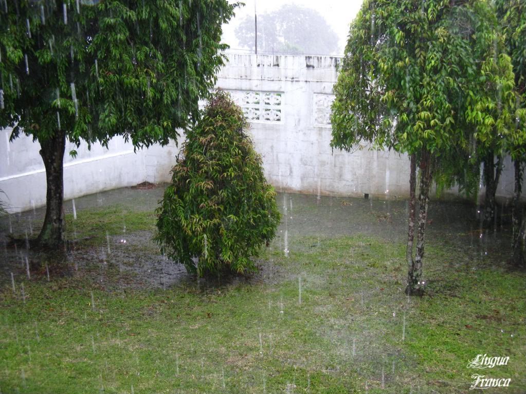 Photograph of the heavy rain that took place on July 30th. You can barely see the tree on the background due to the heavy precipitation. The streaks of rain on the foreground came from the roof of the house. You can also see the accumulation of water on the lawn. (Credti: Omar Upegui R.)