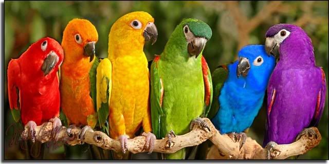 rainbow parrots