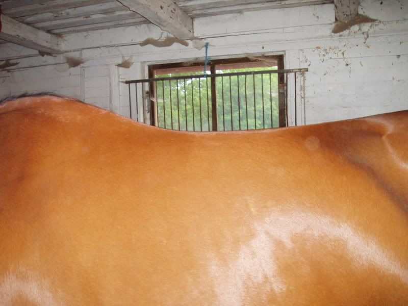 P1010001-1.jpg