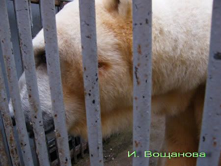 Возмутительное происшествие в Московском зоопарке